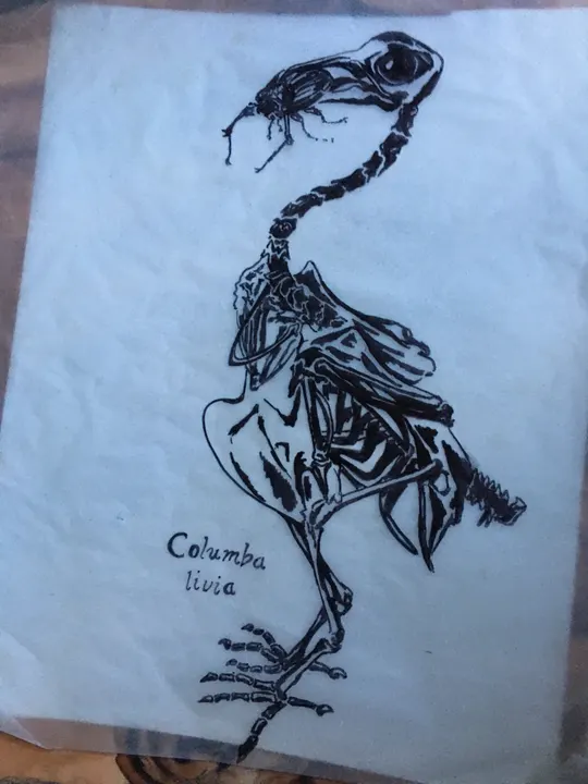 Ink drawing of a pigeon skeleton on pale blue paper, labelled “Columba livia”